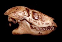 藏品(脊椎動物頭部演化)的圖片